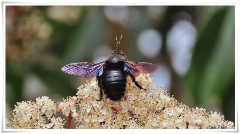 Photo Insectes xylocope, abeile charpetière ou xylocope