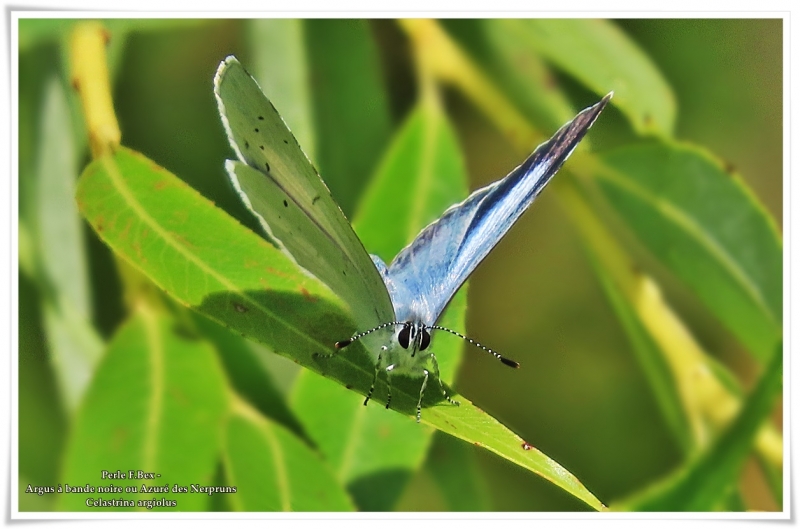 Photo Insectes Azuré des nerpruns (Celastrina argiolus)