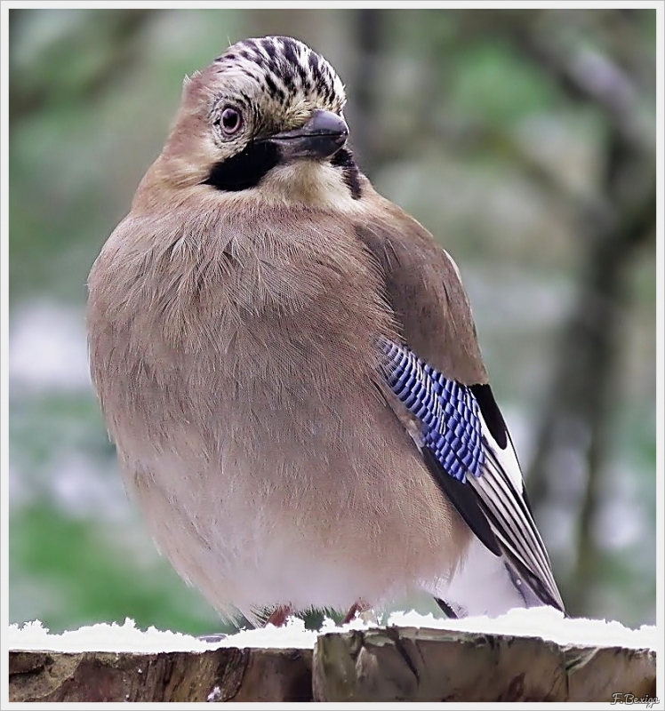 Photo Oiseaux Geai des chènes (Garrulus glandarius)