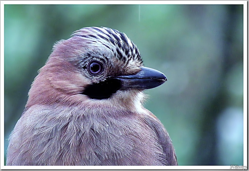 Photo Oiseaux Geai de chènes (Garrulus glandarius)