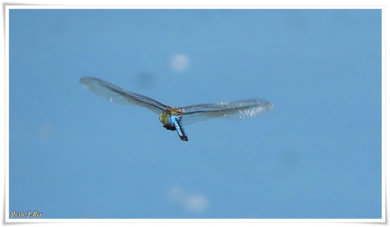 Photo Insectes Anax empereur (Anax imperator)