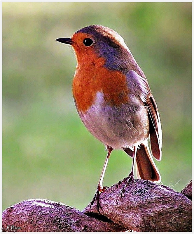 Photo Oiseaux Rouge-gorge (Erithacus rubecula)