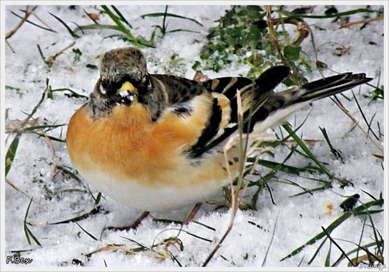 Photo Oiseaux Pinson du Nord ((Fringilla montifringilla)