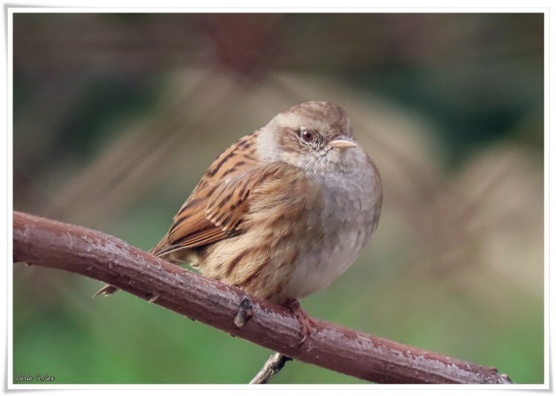 Photo Oiseaux Accenteur mouchet (Prunella modularis)