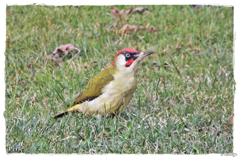 Photo Oiseaux Pic vert