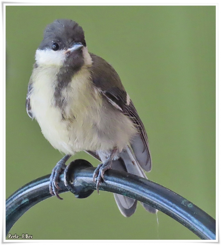 Photo Oiseaux Mésange charbonnière (Parus major)