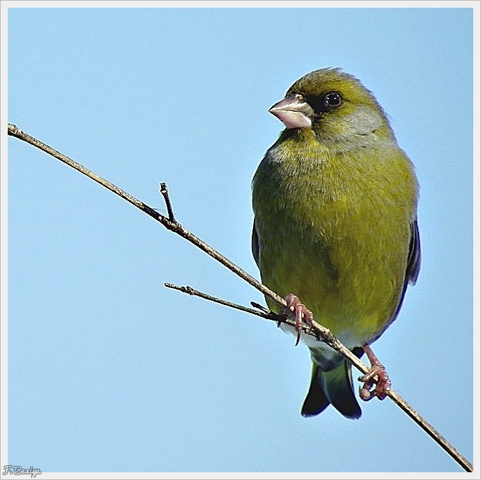 Photo Oiseaux Verdier d'europe