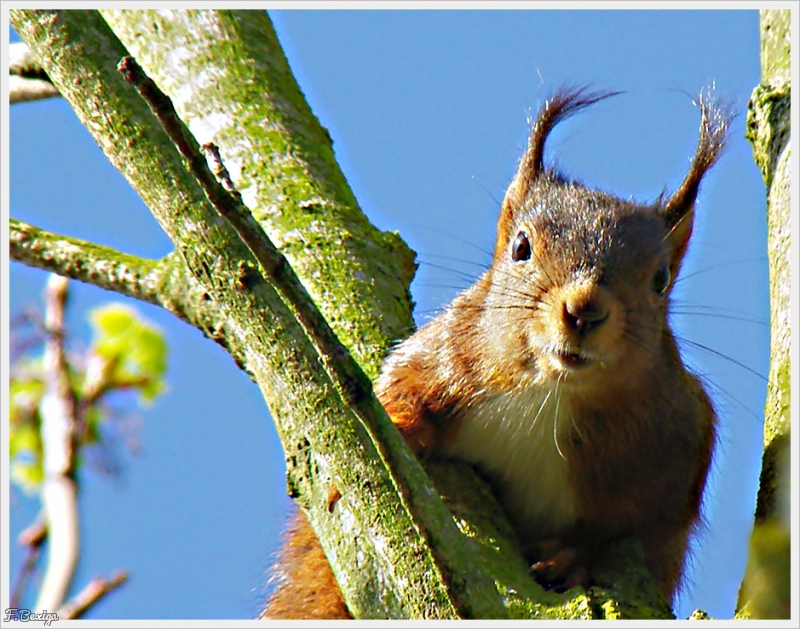 Photo Mammifères écureuil roux