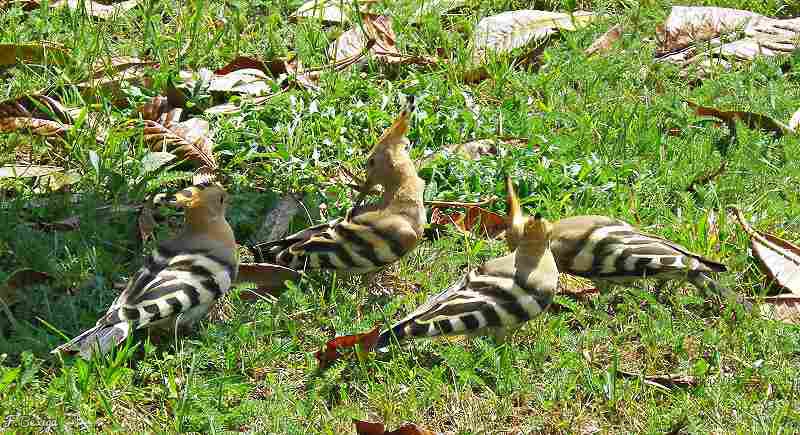 Photo Oiseaux Huppe fasciée