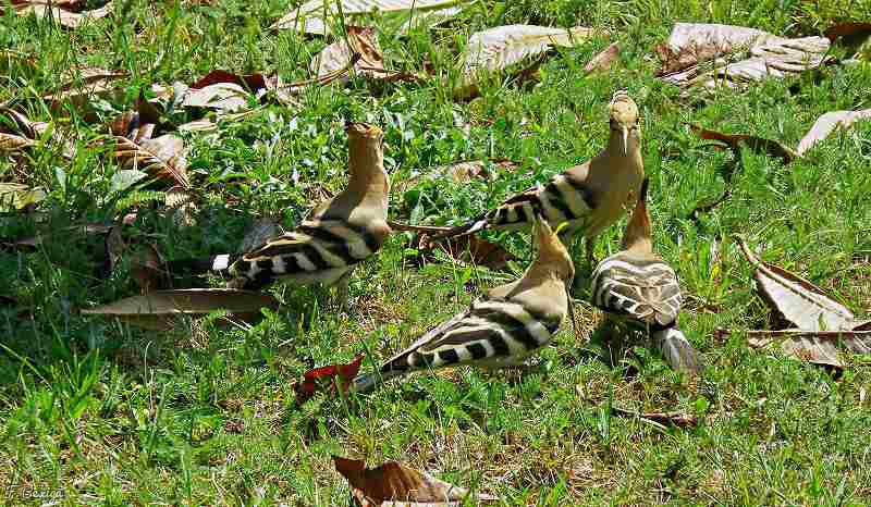 Photo Oiseaux Huppe fasciée (Hpupa epops)