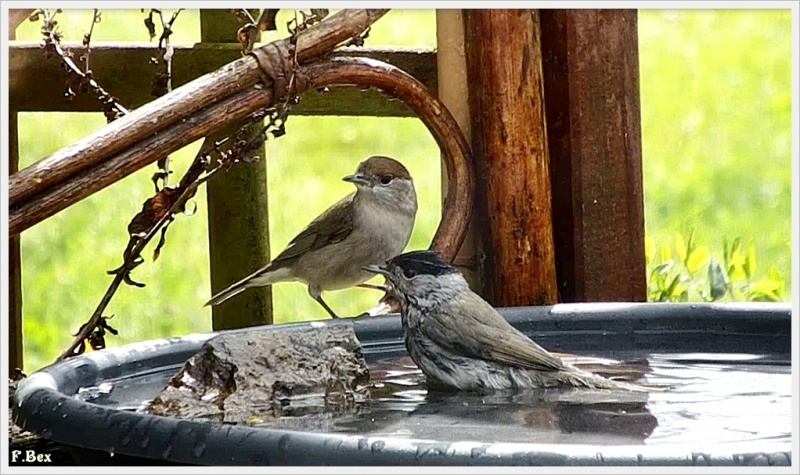 Photo Oiseaux fauvette a tête noire ( mâle ), fauvette à tête noire femele