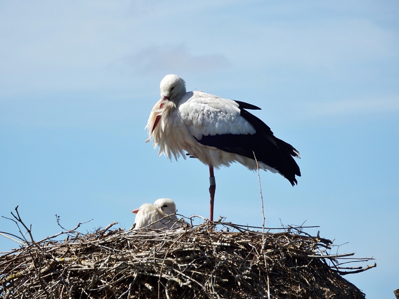 Photo Oiseaux cigogne