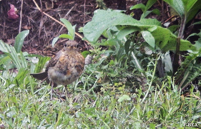 Photo Oiseaux Rouge-gorge (Erithacus rubecula), rouge gorge juvénile