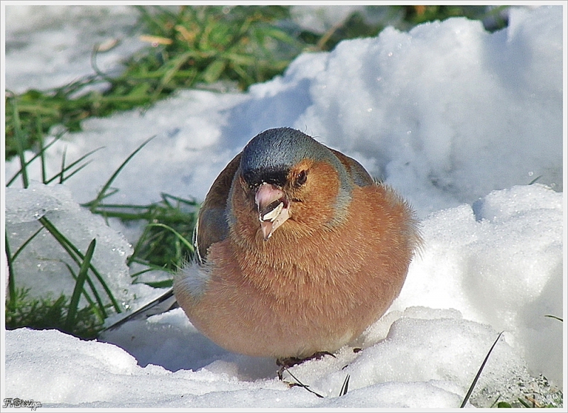 Photo Oiseaux Pinson des arbres (Fringilla coelebs)