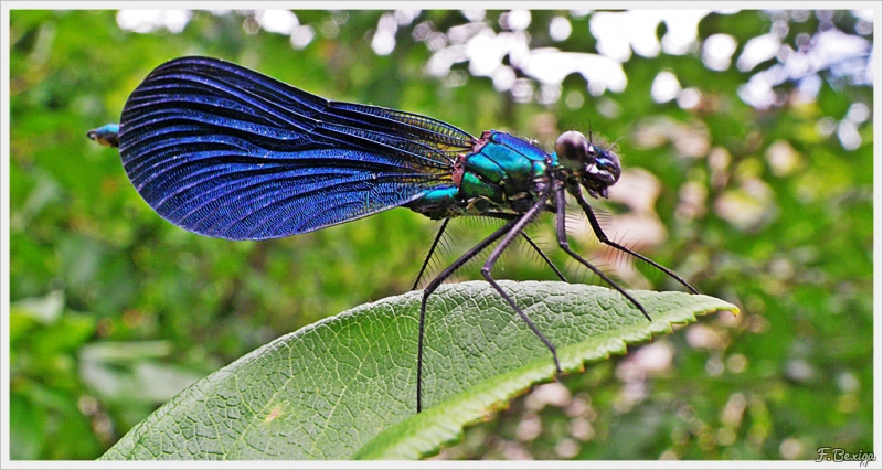 Photo Insectes libéllule, libellule bleue