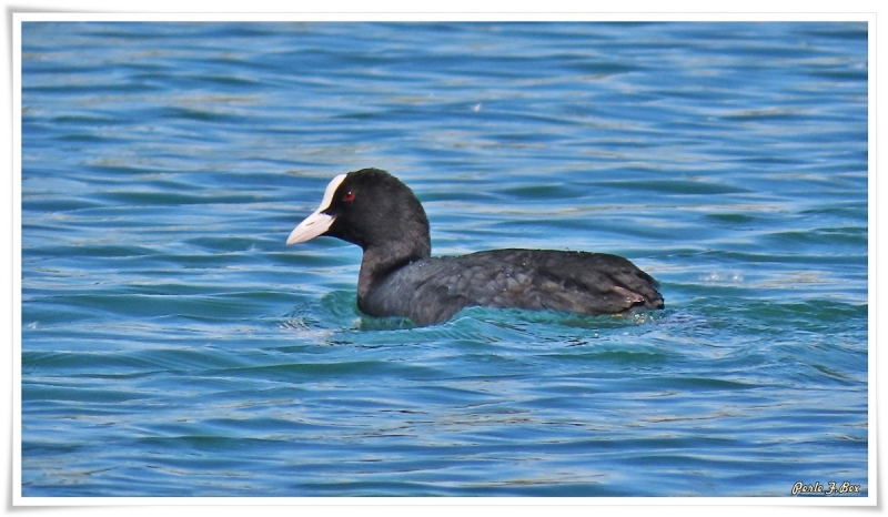 Photo Oiseaux Foulque macroule (Fulica atra)