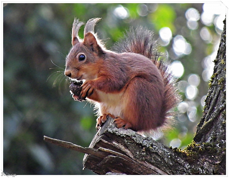 Photo Mammifères écureuil roux