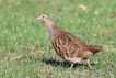 Photo nature