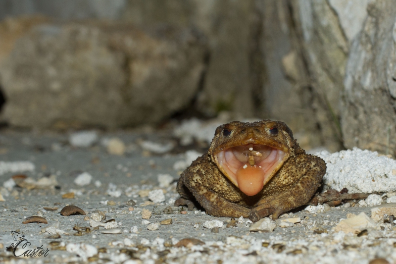 7d_-7236.jpg Crapaud commun ( Bufo bufo ) .