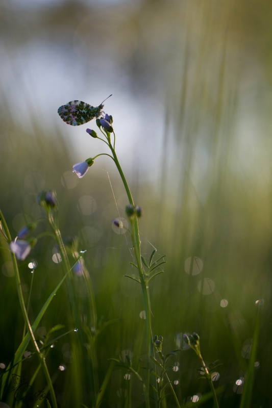 Photo Insectes  aurore (anthocaris cardamines) 