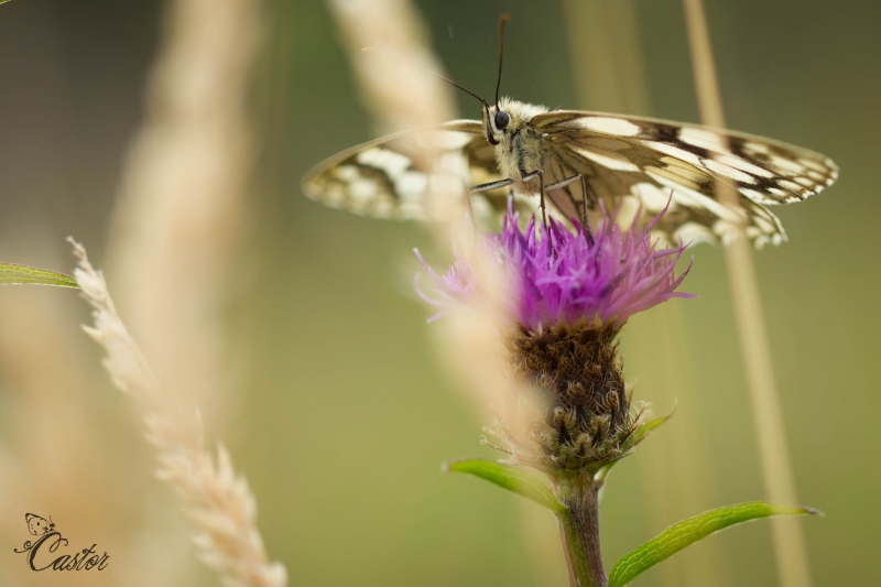 Photo Insectes