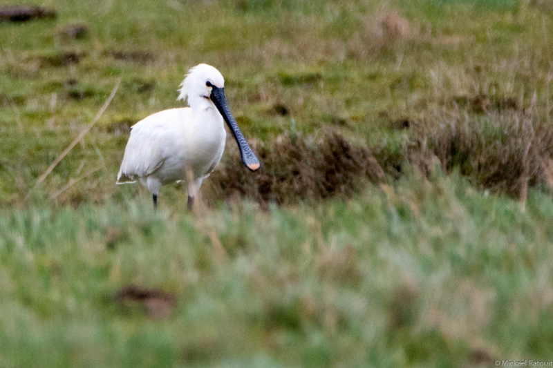 Photo Oiseaux Spatule blanche (Platalea leucorodia)