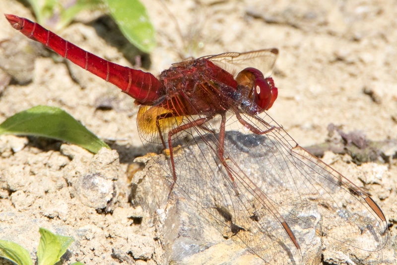 Photo Insectes