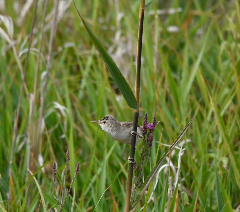 Oiseaux Rousserolle effarvatte