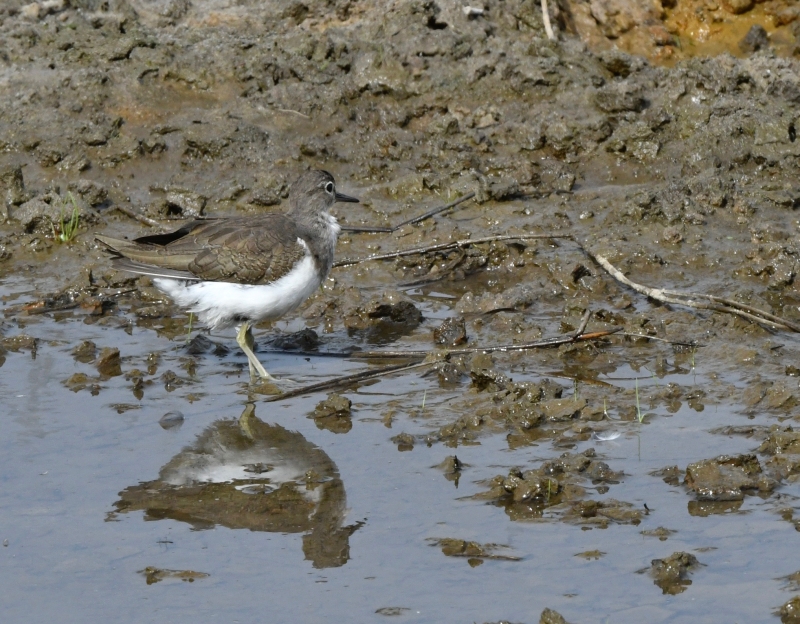 Oiseaux Chevalier guignette