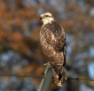 Oiseaux Buse variable (Buteo Buteo)