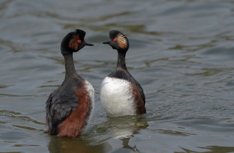 GREBE_A_COU_NOIR_Parade.jpg