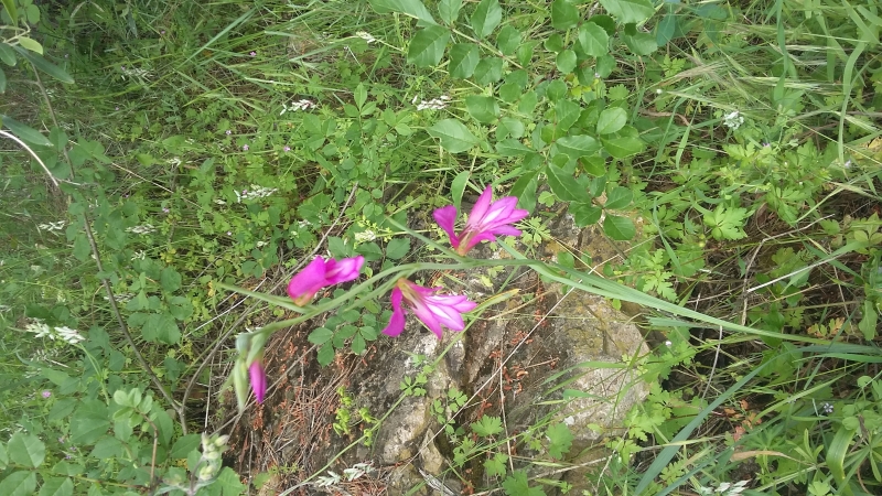 Flore Glaieul des moissons