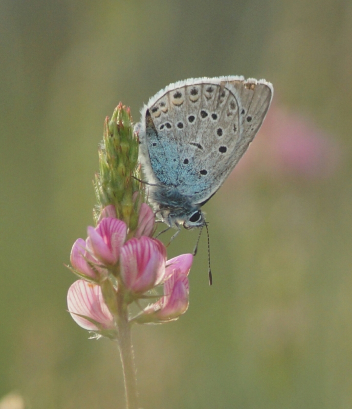 Insectes et Araignées Azuré