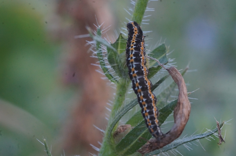 Insectes et Araignées