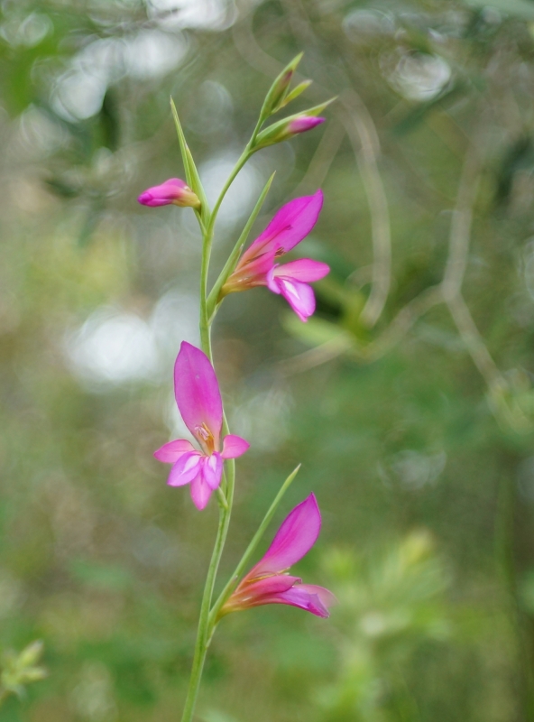 Flore Glaieul des moissons (Gladiolus italicus)