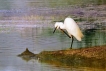 Oiseaux Aigrette garzette (Egretta garzetta)