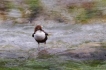 Oiseaux Cincle plongeur (Cinclus inclus)