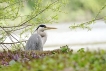 Oiseaux Héron cendré