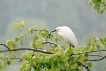 Oiseaux Aigrette garzette (Egretta garzetta)