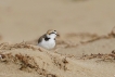 Oiseaux Gravelot à collier interrompu