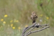 Oiseaux cochevis huppé