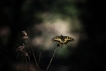 Insectes Machaon (Papilio machaon)