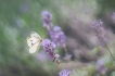 Insectes Piéride de la rave (Pieris rapae)