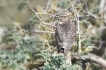 Oiseaux Épervier d\'Europe (Accipiter nidus)