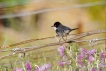 Oiseaux Fauvette mélanocéphale (Sylvia melanocephala)