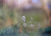 Flore perce neige