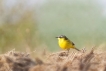 Oiseaux Bergeronnette printanière