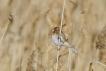 Oiseaux Bruant des roseaux