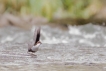 Oiseaux Cincle plongeur (Cinclus inclus)