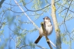 Oiseaux Fauvette grisette (Sylvia communis)